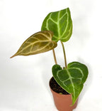 Anthurium Live Plant in 2" Pot - Anthurium Crystalline - Easy to Care, Low Light, Air Purifying Indoor Houseplants Flowers for Home Office Wedding Decor & Giftable (Heat Pack Included)