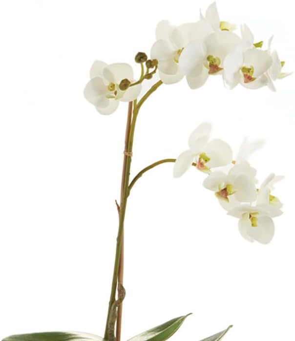 Napa Home & Garden Conservatory PHALAENOPSIS Orchid Drop-in 17-INCH 17 Inch White