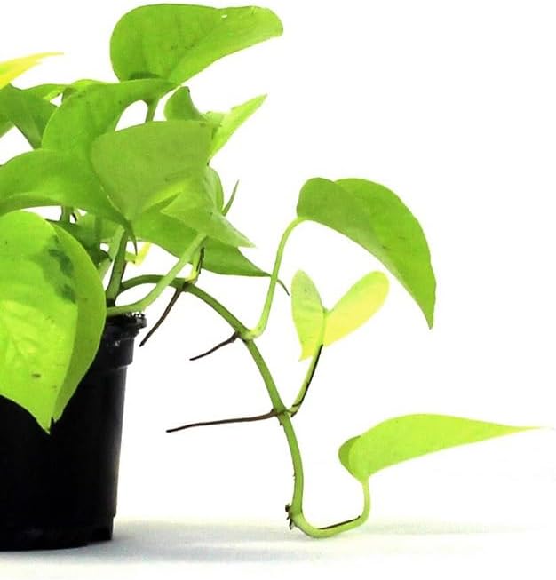 Josh's Frogs Epipremnum aureum Pothos (Neon)
