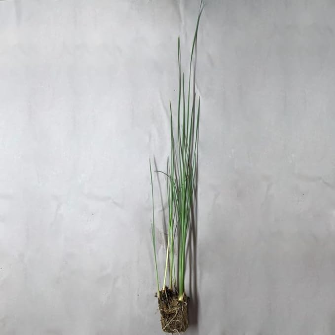 Chalily Graceful Cattail, a Great Live Pond Plant for Your Water Garden. Filters The koi and Goldfish Pond. Good for Bogs, Plant Shelf or Shallow Water This marginal Aquatic is a Real Beauty