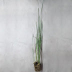 Chalily Graceful Cattail, a Great Live Pond Plant for Your Water Garden. Filters The koi and Goldfish Pond. Good for Bogs, Plant Shelf or Shallow Water This marginal Aquatic is a Real Beauty