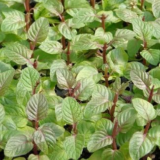 Berries and Cream Mint Live Plants (5-9") - Pack of 3 (Three) - Rare Mentha Sp. Culinary Herb - Sweet Fruity Aroma for Tea & Desserts - Fast Growing Indoor/Outdoor Container Garden