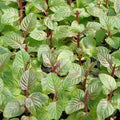 Berries and Cream Mint Live Plants (5-9") - Pack of 3 (Three) - Rare Mentha Sp. Culinary Herb - Sweet Fruity Aroma for Tea & Desserts - Fast Growing Indoor/Outdoor Container Garden