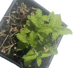Organic Live Strawberry Mint Plant (Mentha spicata) in a 2.5 inch Pot - Fragrant Herb by Smoke Camp Crafts