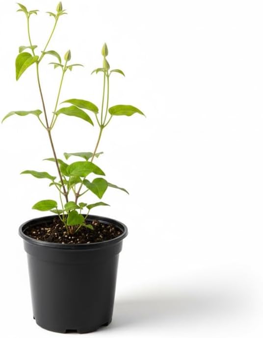 Clematis Vine Plant, Clematis Vine Plants Live in 2.5 Inch Pot, Perennial Climbing Flowers Plants Live for Outdoor Garden (Pink Flowers)