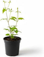Clematis Vine Plant, Clematis Vine Plants Live in 2.5 Inch Pot, Perennial Climbing Flowers Plants Live for Outdoor Garden (Pink Flowers)