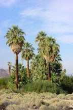 California Fan Palm 10 Seeds - Washingtonia
