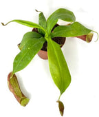 Pitcher Plant Live - Nepenthes Carnivorous Plants Live - Exotic - Easy to Grow, Air Purifying, Indoor House Plants Flowers for Home, Office, Wedding Decor & Birthday Gift (Heat Pack Included)