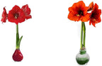 Waxed Amaryllis Bulb - Valentine's Red - Easy Care, No Watering Needed - Beautiful Live Décor & Snow Flecked Waxed Amaryllis Bulb - Green, Easy Care - No Watering Needed! Beautiful Live Decor