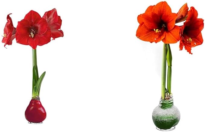 Waxed Amaryllis Bulb - Valentine's Red - Easy Care, No Watering Needed - Beautiful Live Décor & Snow Flecked Waxed Amaryllis Bulb - Green, Easy Care - No Watering Needed! Beautiful Live Decor