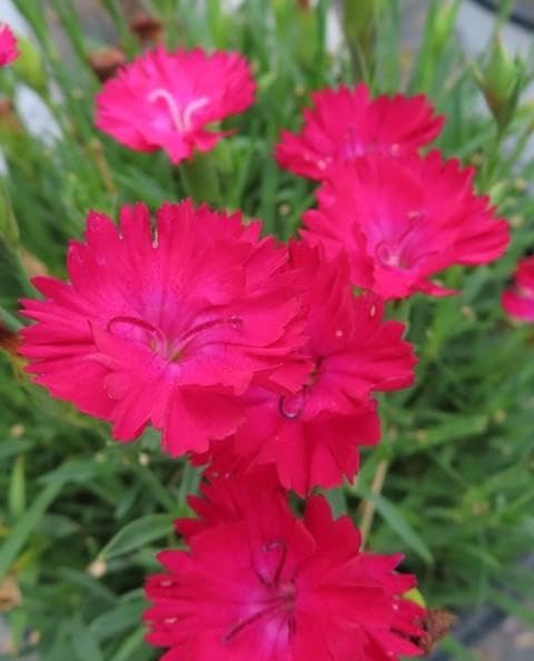 RedCrocus Dianthus 'Paint The Town Red'- Sweet William, Fragrant Border Flower, Pollinator Attractor, Easy Care, Container Plant, Pet Safe, Summer Blooms 1 Quart (Pack of 2)