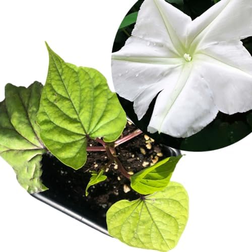 Smoke Camp Crafts Live Organic Moon Flower Plant (Ipomoea alba) in 2.5 inch Pot | Moonflower, Moonvine, Tropical White Morning Glory
