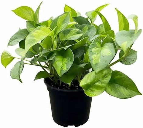 Pothos 'Global Green' (4 inch) - Air-Purifying Houseplants - 4/6 inch Unique Live Decorative Houseplants - Low-Maintenance Indoor Plants, House Warming Gift, Natural Air Purifier