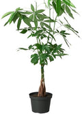 Money Tree 'Guiana Chestnut' Pachira Braid Live Plant for Indoor | Different Houseplants in 4'' & 6'' Pot | Real House Plant for Living Room, Office, Desk & Bathroom |