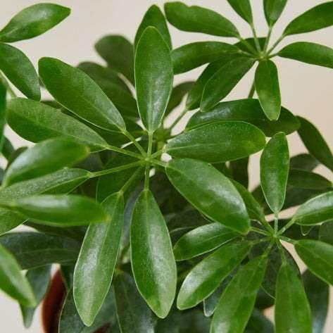 Schefflera Arboricola Live Plant for Indoor | Different Houseplants in 3'' Pot | Real House Plant for Living Room, Office, Desk & Bathroom | Dwarf Umbrella Tree