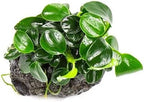 SubstrateSource Live Planted Decor - Bucephalandra Godzilla (Bucephalandra sp.) on Lava Stone - Low to Medium Light, Dark Green with Blue Iridescence, Foreground to Midground Tank Placement - 1 Pack
