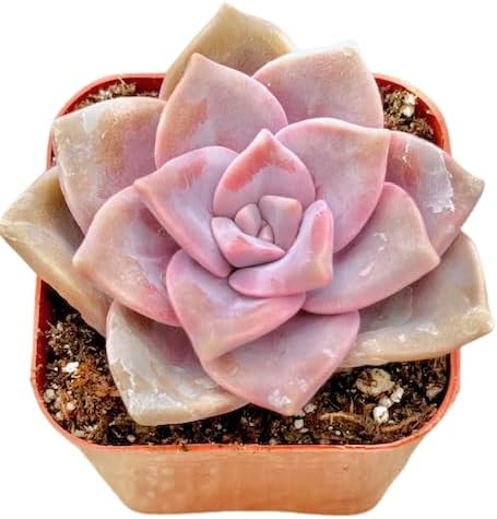 2" Graptopetalum Purple Delight Unique Succulents Plants Live, Live Starter Succulent Plants, Easy Care House Plants Rooted in Succulent Soil Mix, By The Succulent Cult