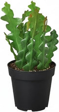 Epiphyllum anguliger Fishbone Cactus (4 inch) - Lucky Houseplants - 4/6 inch Unique Live Decorative Houseplants - Easy to Care Indoor Plants, Perfect for Office, Home & Feng Shui Decor
