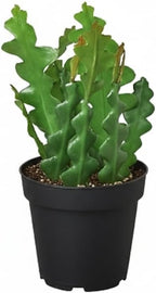 Epiphyllum anguliger Fishbone Cactus (4 inch) - Lucky Houseplants - 4/6 inch Unique Live Decorative Houseplants - Easy to Care Indoor Plants, Perfect for Office, Home & Feng Shui Decor