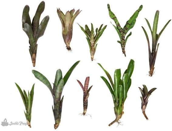 Josh's Frogs Bromeliad Bundle - 10 Plants