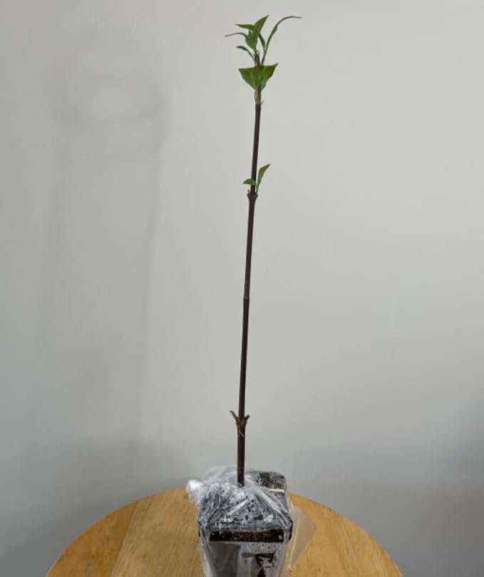 Carolina Allspice (Sweet Shrub) - 6-18" Tall Bush - Quart Pot - Live Plant - Calycanthus floridus