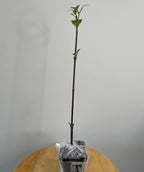 Carolina Allspice (Sweet Shrub) - 6-18" Tall Bush - Quart Pot - Live Plant - Calycanthus floridus