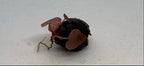 Marcus Fish Tanks - 3X Tiger Lotus Lily Nymphaea Lotus - Live Aquarium Plants - Freshwater Aquatic Plant