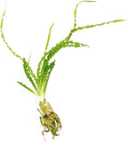 Marcus Fish Tanks Crinum Calamistratum Easy to Grow Hardy Live Aquarium Plant Betta Fish Plants