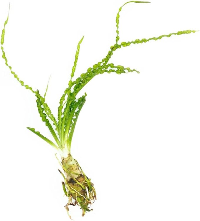Marcus Fish Tanks Crinum Calamistratum Easy to Grow Hardy Live Aquarium Plant Betta Fish Plants