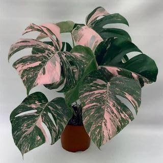 100 Pcs Fresh Monstera Plant Seeds,Exotic Tropical Foliage for Indoor and Outdoor Planting