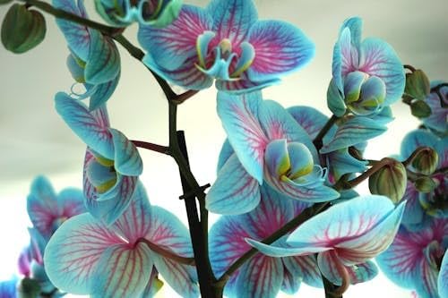 100 Orchid Flower, Rare Phalaenopsis Orchid Seeds, Blue & Pink Perennial Flower Seeds for Planting, Exotic Indoor & Outdoor Orchid Plants