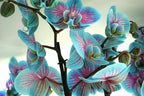 100 Orchid Flower, Rare Phalaenopsis Orchid Seeds, Blue & Pink Perennial Flower Seeds for Planting, Exotic Indoor & Outdoor Orchid Plants