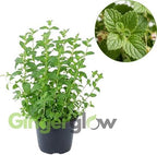 Strawberry Mint Plants Live, Mint Plants for Inside and Home Décor, 3-Inch Potted Fresh Herb for Kitchen Gardens and Indoor Outdoor Growing