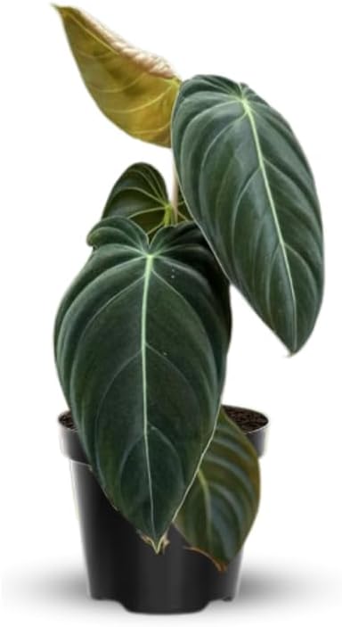 Melanochrysum Philodendron Plant Live, Rare Tropical Variegated Live Indoor Houseplant, Starter Plants No Pot, 5-9" in Tall