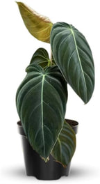 Melanochrysum Philodendron Plant Live, Rare Tropical Variegated Live Indoor Houseplant, Starter Plants No Pot, 5-9" in Tall