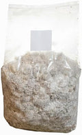 King Blue Oyster Mushroom Grow Kit – Extra-Large 6lb Ready-to-Fruit Bag – Gourmet Mushroom Growing Kit – High-Yield & Beginner-Friendly