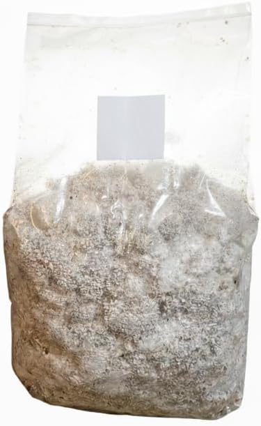 King Blue Oyster Mushroom Grow Kit – Extra-Large 6lb Ready-to-Fruit Bag – Gourmet Mushroom Growing Kit – High-Yield & Beginner-Friendly
