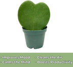 Hoya Heart Kerri Live Plant 2 inch Pot - Heart Succulents Plants Live - Rare Air Purifying Succulents House Plants for Home Office Wedding Decorations & Birthday Gift (Heat Pack Included)