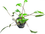 Marcus Fish Tanks - 3X Cryptocoryne Wendtii Green Pots Crypt Wendtii Easy Live Aquarium Plants for Aquatic Freshwater Fish Tank