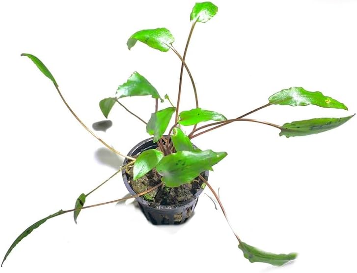 Marcus Fish Tanks - 3X Cryptocoryne Wendtii Green Pots Crypt Wendtii Easy Live Aquarium Plants for Aquatic Freshwater Fish Tank