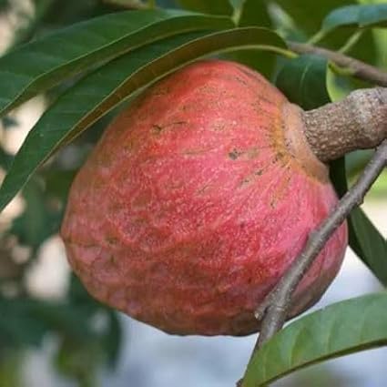 Red Custard Apple Tree – 8–12 in Live Tropical Fruit Tree Seedling (Annona reticulata L) | Naturally Grown from Seed | Sweet, Creamy Red-Fleshed Fruit | Rare Fast-Growing Live Plant