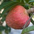 Red Custard Apple Tree – 8–12 in Live Tropical Fruit Tree Seedling (Annona reticulata L) | Naturally Grown from Seed | Sweet, Creamy Red-Fleshed Fruit | Rare Fast-Growing Live Plant