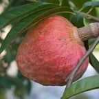 Red Custard Apple Tree – 8–12 in Live Tropical Fruit Tree Seedling (Annona reticulata L) | Naturally Grown from Seed | Sweet, Creamy Red-Fleshed Fruit | Rare Fast-Growing Live Plant
