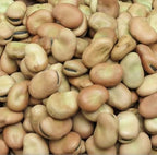 Bundle: Fava Bean Seeds + Ping Tung Long Eggplant Seeds