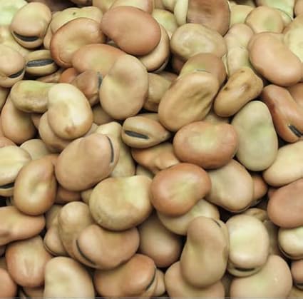 Bundle: Fava Bean Seeds + Ping Tung Long Eggplant Seeds
