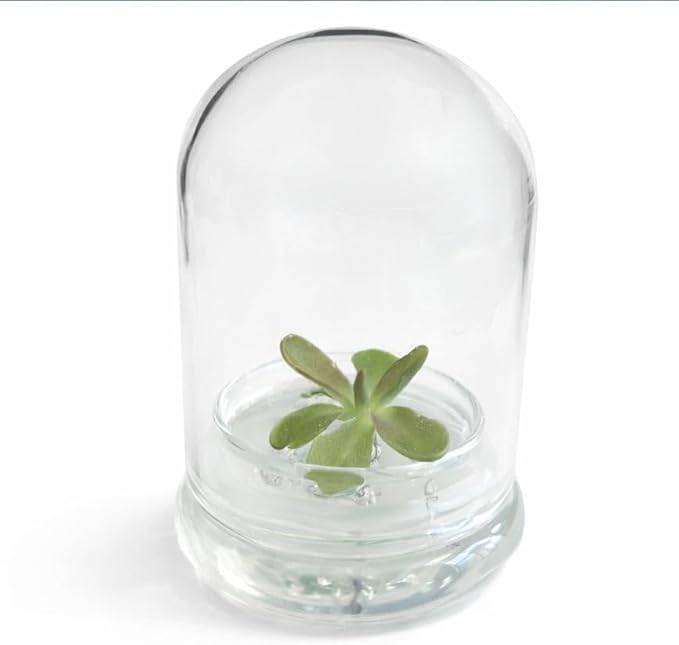 Bloomify Live Pinguicula ‘Fumiko’ Butterwort Carnivorous Plant Terrarium – No Water Indoor Plant, Zero Care Soil-Free Self Growing Kit, Mini Desk Plant, Home Decor, Pet-Safe Unique Gift