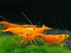 15+ Red–Blue-Orange Live Freshwater Shrimp High Grade Live Shrimps - Freshwater Shrimp Aquarium Inverts, Hardy Nano Tank Healthy Shrimps Pets - with Live Arrival Guarantee