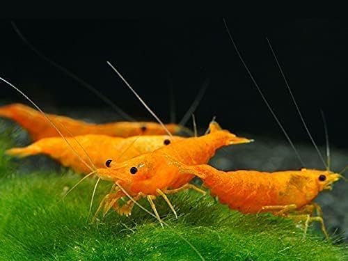 27+ Red–Blue-Orange Live Freshwater Shrimp High Grade Live Shrimps - Freshwater Shrimp Aquarium Inverts, Hardy Nano Tank Healthy Shrimps Pets - with Live Arrival Guarantee