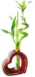 Set of 2 Live Spiral 3 Style Lucky Bamboo Plant Arrangement withHeart Shape Ceramic Vase