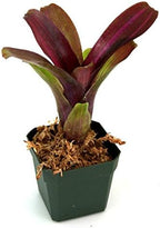 Neoregelia 'Zoe' Bromeliad